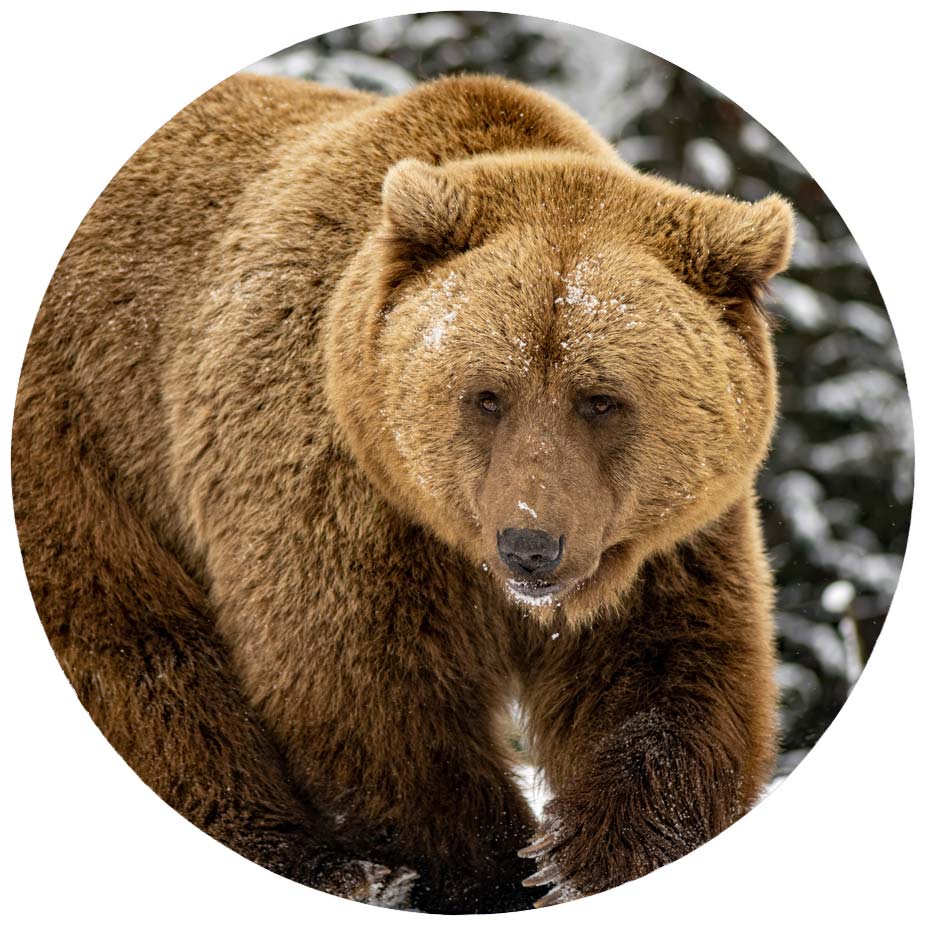 Profilfoto Bär
